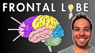 The Frontal Lobe  Location and Function [upl. by Nnailuj]