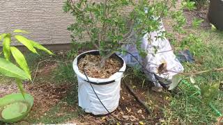 Growing Barbados Cherry Acerola Tree in a Container [upl. by Eeral]