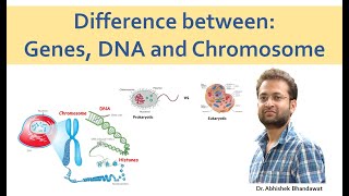 DNA Genes and Chromosome No confusion [upl. by Ybur]