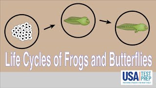 Life Cycles of Frogs and Butterflies [upl. by Willin901]