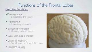 Frontal Lobes Functions [upl. by Drhacir175]