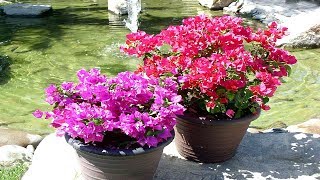 4 Tips To Grow Bougainvillea At Home  Gardening Tips [upl. by Case]