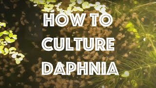 How To Culture Daphnia Magna [upl. by Sephira]