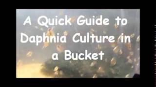 How to culture daphnia outside [upl. by Saimon904]