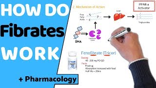 How do Statins Work  Pharmacology [upl. by Assinna408]