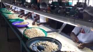 Cashew Processing in Ghana [upl. by Treulich]