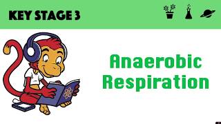 Anaerobic Respiration [upl. by Buerger98]