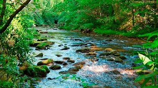 Naturgeräusche  Natur Meditation  Urwaldgeräusche [upl. by Audy]