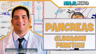 Endocrinology  Pancreas Glucagon Function [upl. by Hallagan]