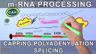 Overview of mRNA Processing in Eukaryotes [upl. by Noirred946]