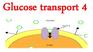 Glucose Transporter 4 GLUT4 [upl. by Ahern]