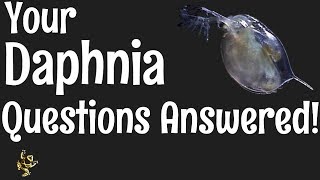 Daphnia Questions Answered [upl. by Ainoval]