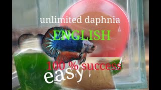 daphnia moina culture Easy way Unlimited production English  with sub Green water Chlorella [upl. by Adla125]