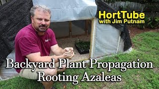 Backyard Plant Propagation 6  Rooting Azaleas [upl. by Bocoj726]