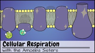 Cellular Respiration UPDATED [upl. by Levenson]