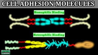 Cell Adhesion Molecules  CAMS  Cadherin Integrin IGCAMS Selectin [upl. by Hahsia821]