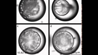 Multiple Emulsion Formation [upl. by Bork112]