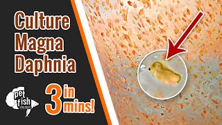 How to culture DAPHNIA MAGNA  The easy way [upl. by Ylrad335]