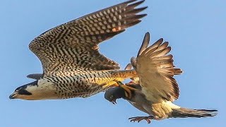 EL PODER DEL HALCÓN PEREGRINO 🦅 Un MISIL Viviente 🦅 [upl. by Kcirdahs]