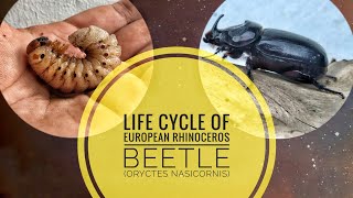 Life Cycle of European Rhinoceros Beetle Oryctes nasicornis [upl. by Olpe]