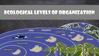 Ecological Levels of Organization  Ecology [upl. by Ellenahs914]