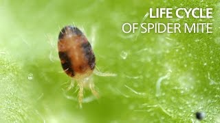 Life cycle of spider mite [upl. by Diraf448]