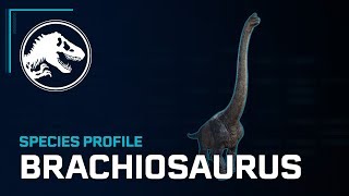 Species Profile  Brachiosaurus [upl. by Boy]