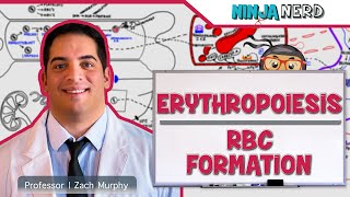 Hematology  Erythropoiesis Red Blood Cell Formation Part 1 [upl. by Yelsnia]