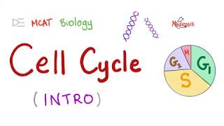 The Cell Cycle  Clear and Simple  Biology  MCAT  GCSE [upl. by Hildegard]