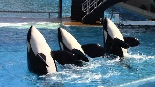 One Ocean Full Show  SeaWorld San Diego  June 23 2014 [upl. by Rexanne]