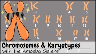 Chromosomes and Karyotypes [upl. by Hebe]