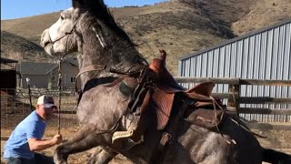 Wild Mustang From Bidding To 1st Ride  Challis Idaho BLM Horse Herd [upl. by Aneehsat]