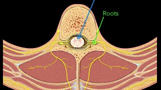 Spinal nerves [upl. by Naujaj]