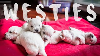 Little Monsters  Westie 7 weeks old [upl. by Anigger382]