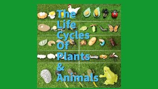 The Life Cycles of Plants and Animals [upl. by Llewxam904]