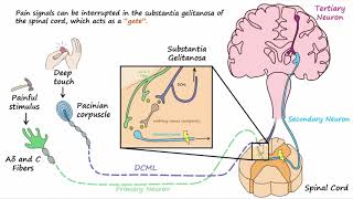 Gate Control Theory of Pain [upl. by Dlarej]