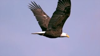 Las águilas los pájaros del aire  El Mundo Today 24H [upl. by Luiza]