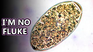 Liver Fluke facts intestinal parasites  Animal Fact Files [upl. by Akcirderf]