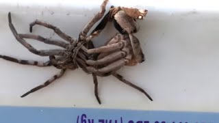 Wolf Spider Shedding Its Exoskeleton Also Known As Molting [upl. by Arlo]