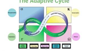 Ecology and Society The Adaptive Cycle [upl. by Litnahc]