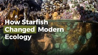 How Starfish Changed Modern Ecology [upl. by Edwards]