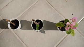 Why Bougainvillea Cuttings Fail  StepbyStep Guide  Get It Right MAKE IT BLOOM TOO Every Time [upl. by Dulcia]