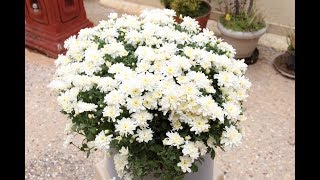 Growing techniques of Chrysanthemums [upl. by Oxford]