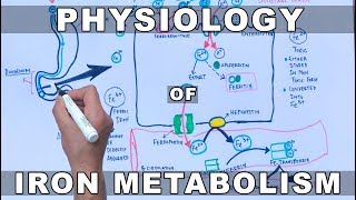 Iron Metabolism [upl. by Madel]