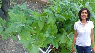 Propagating Chrysanthemum from cuttings with updates [upl. by Aralc136]