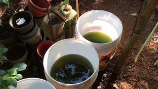 How to grow Green Water Algae [upl. by Mas]