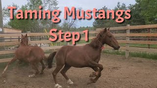 Mustang Training Step 1 First Touches and Feeding [upl. by Rubio822]