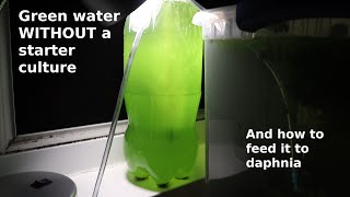 Green Water WITHOUT a Starter Culture  From Scratch  How To [upl. by Notsuj]