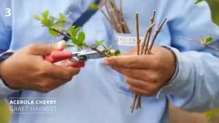 NUTRILITE FARMS The Acerola Cherry Story [upl. by Fantasia]