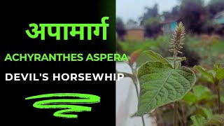 Achyranthes aspera  अपामार्ग  चिरचिटा [upl. by Kcinemod]